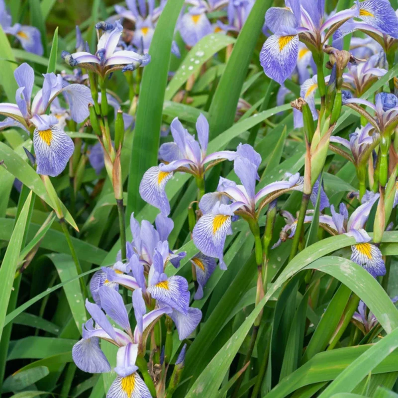 Blaue Sumpfschwertlilie