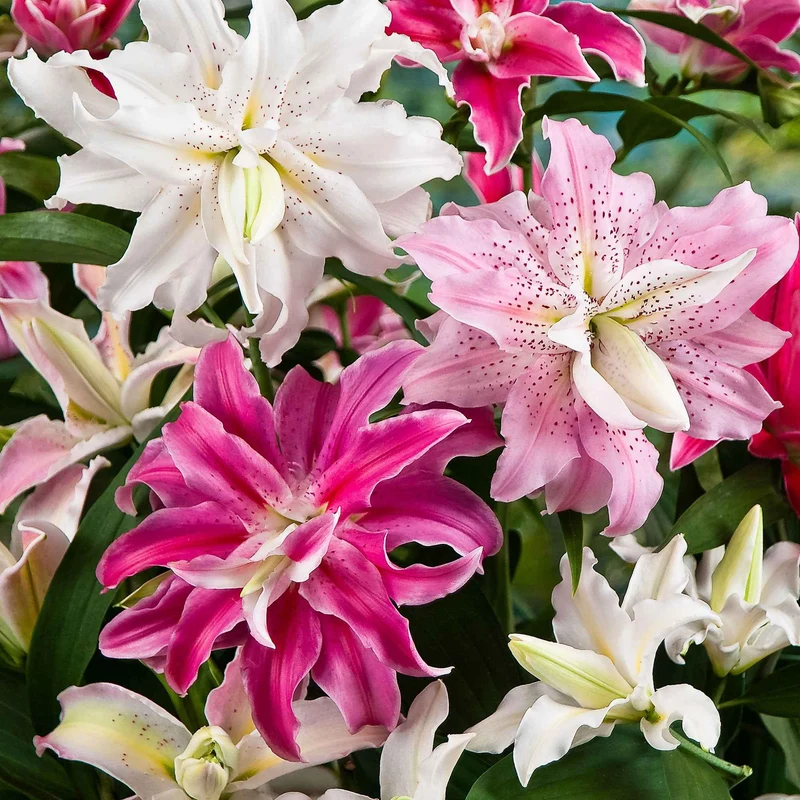 Gefüllte Lilien Mischung (x3)
