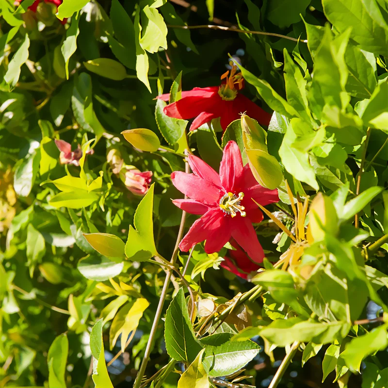 Passionsblume Exoniensis