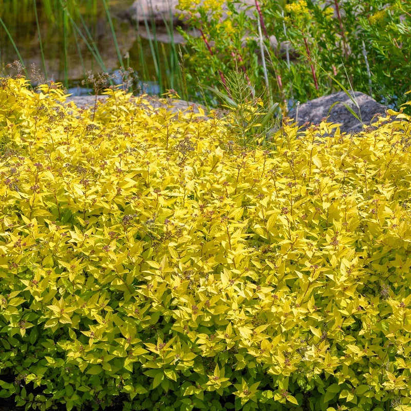 Japanischer Spierstrauch 'Goldmound'
