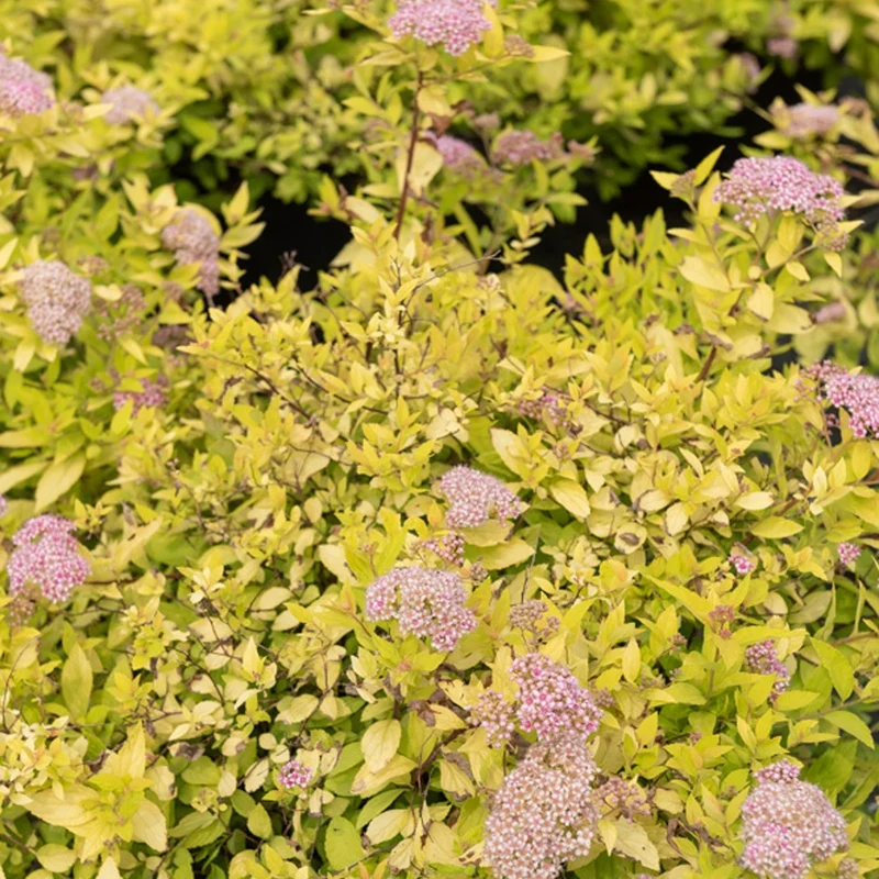 Japanischer Spierstrauch 'Goldmound'