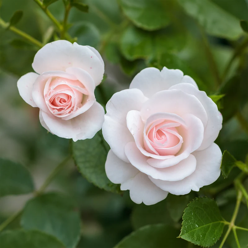 Aspirin Rose ®