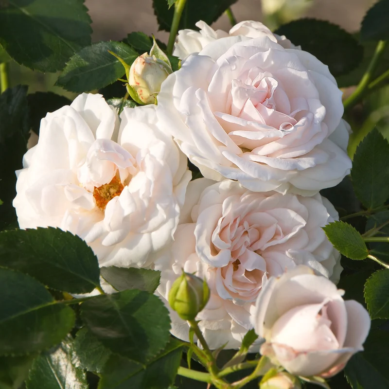Aspirin Rose ®