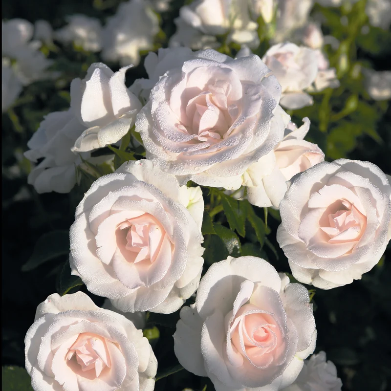 Aspirin Rose ®