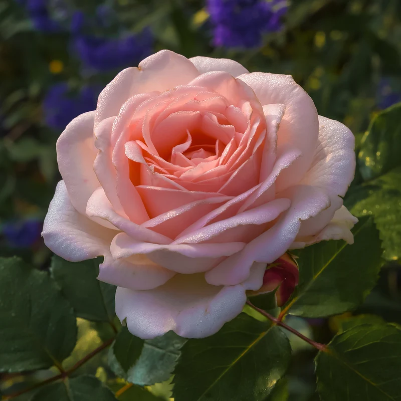 Rose ‘Clair’™ Renaissance®