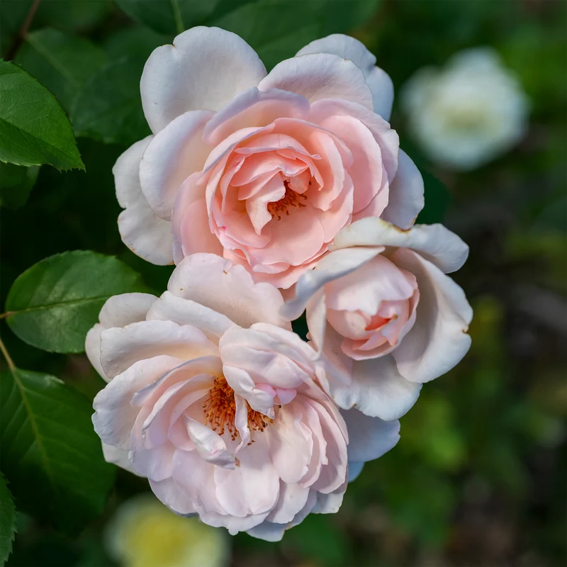 Rose ‘Clair’™ Renaissance®
