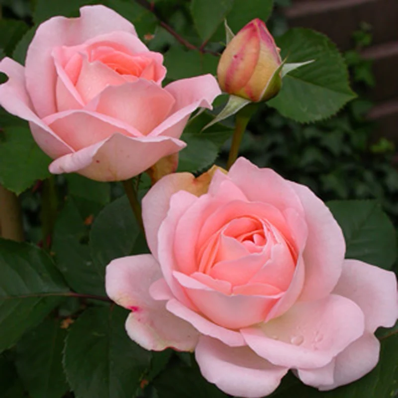Rose ‘Clair’™ Renaissance®