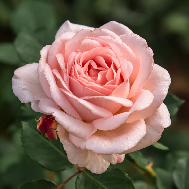 Rose ‘Clair’™ Renaissance®