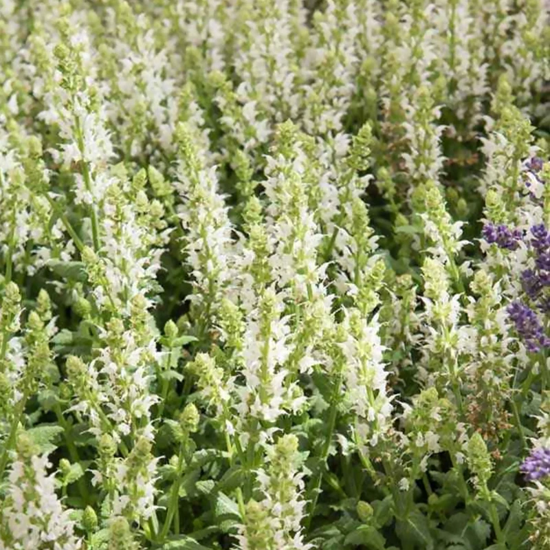 Steppen-Salbei 'Sensation White'