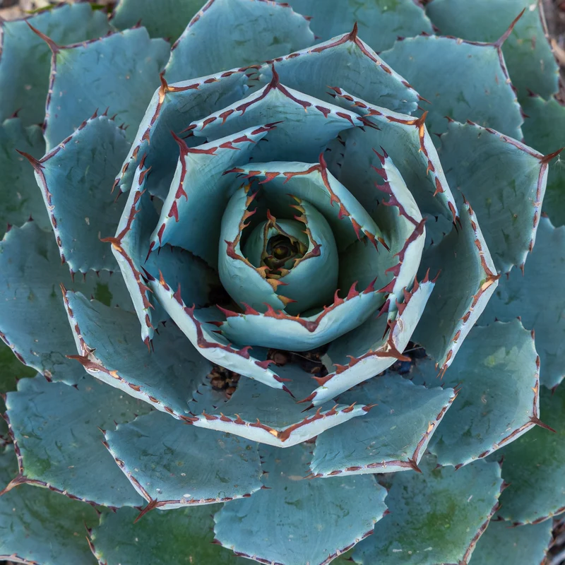 Agave 'Globe'