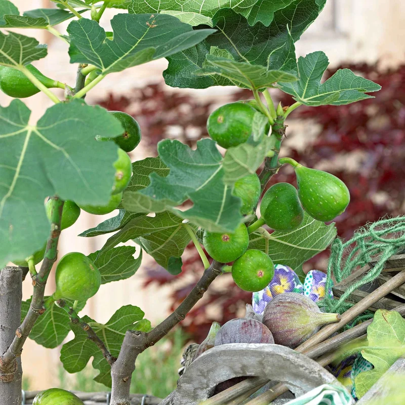 Feigenbaum Ficus carica 'Perretta' - grün-braun - Winterhart