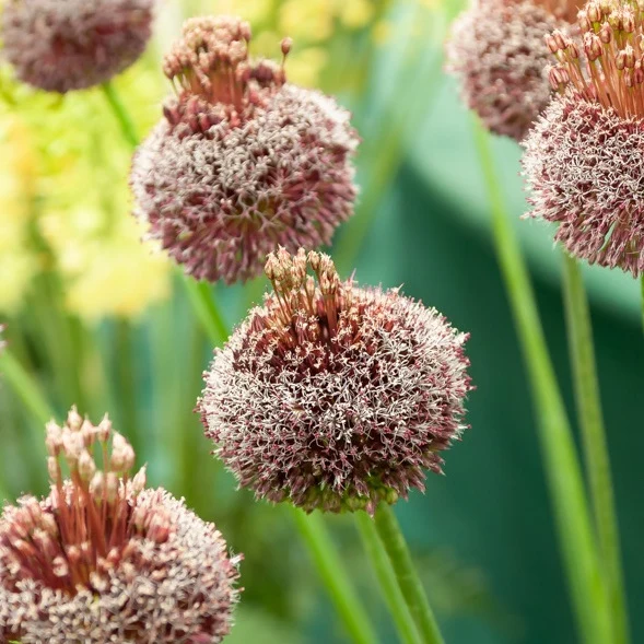 Allium Forelock (x2)