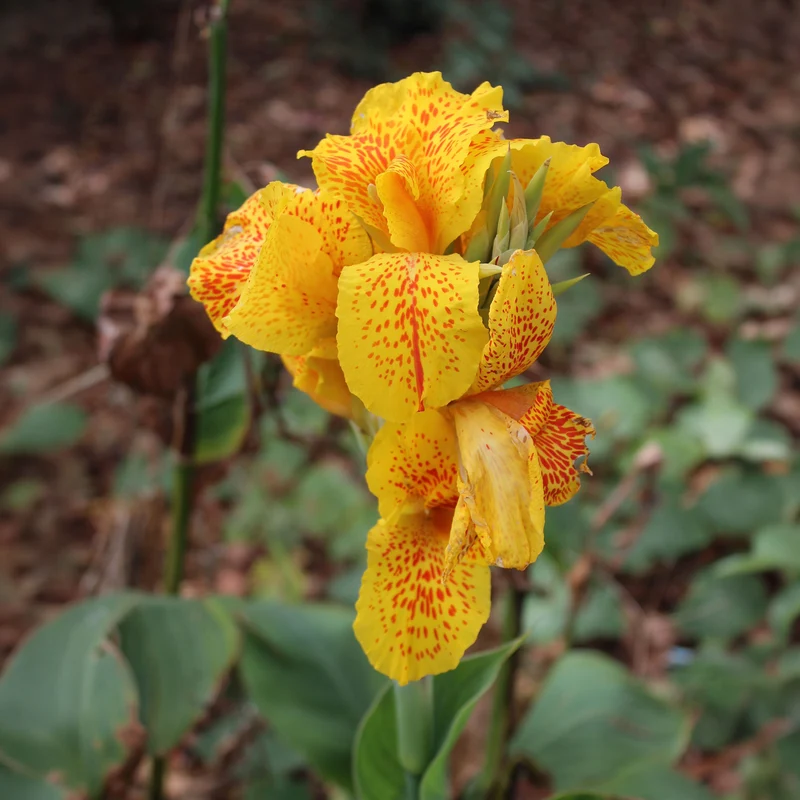 Indisches Blumenrohr 'Tropical Yellow' (x2)