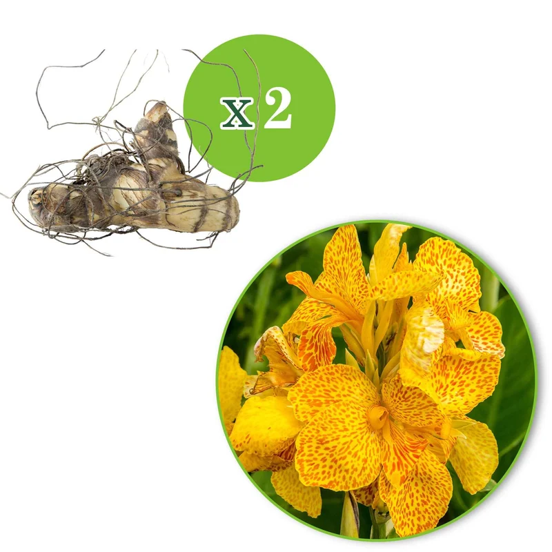 Indisches Blumenrohr 'Tropical Yellow' (x2)