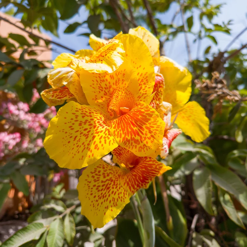 Indisches Blumenrohr 'Tropical Yellow' (x2)