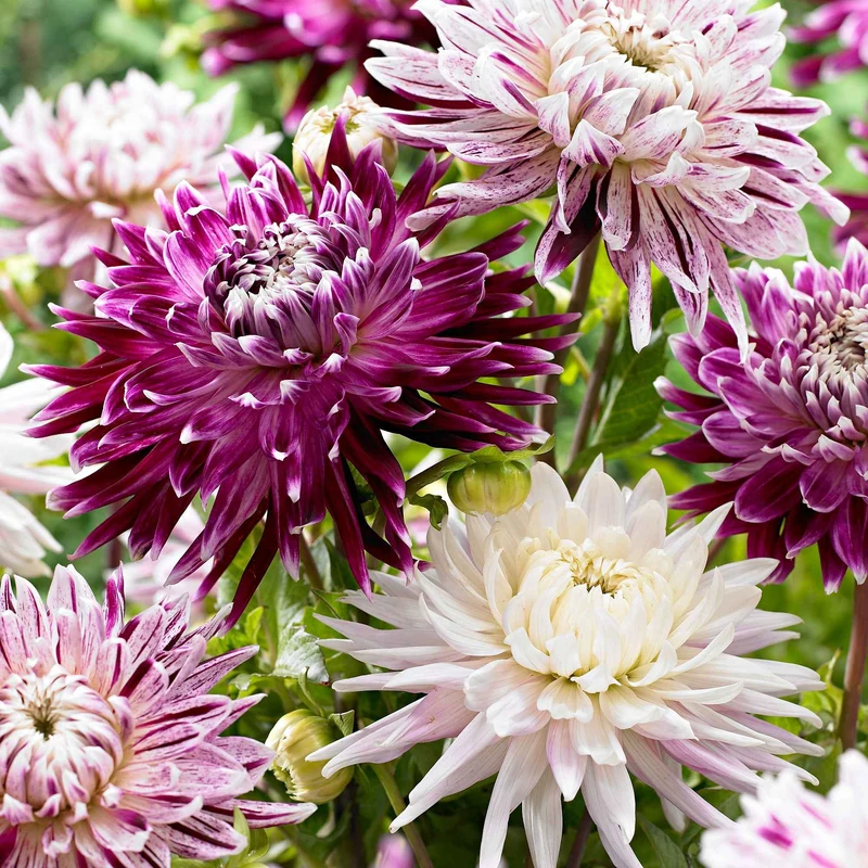 Dahlien 'Avignon' + 'Vancouver' (x3)