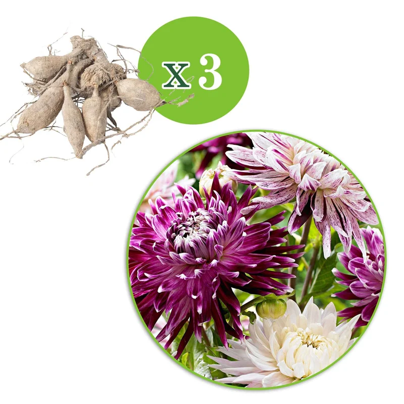 Dahlien 'Avignon' + 'Vancouver' (x3)