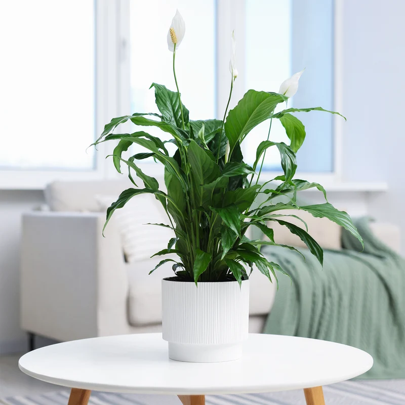 Einblatt Spathiphyllum 'Pearl Cupido' Weiß