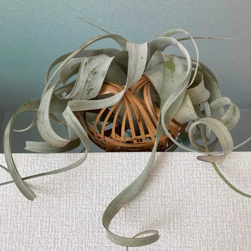 Riesen-Tillandsie / Tillandsia xerographica