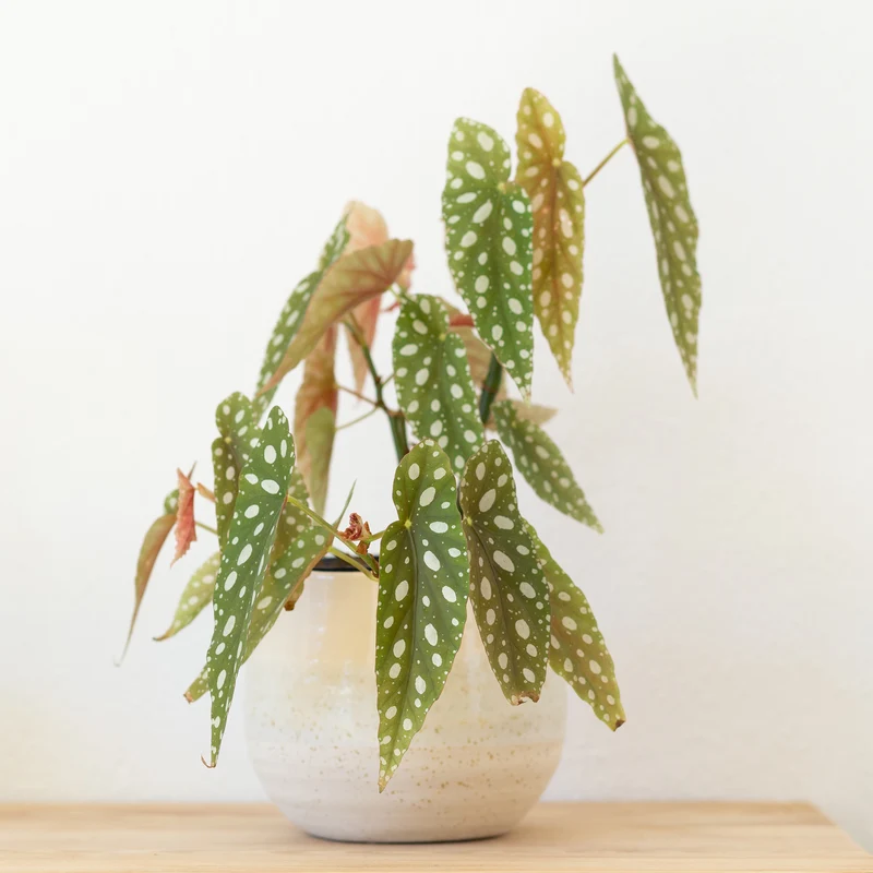 Begonie maculata