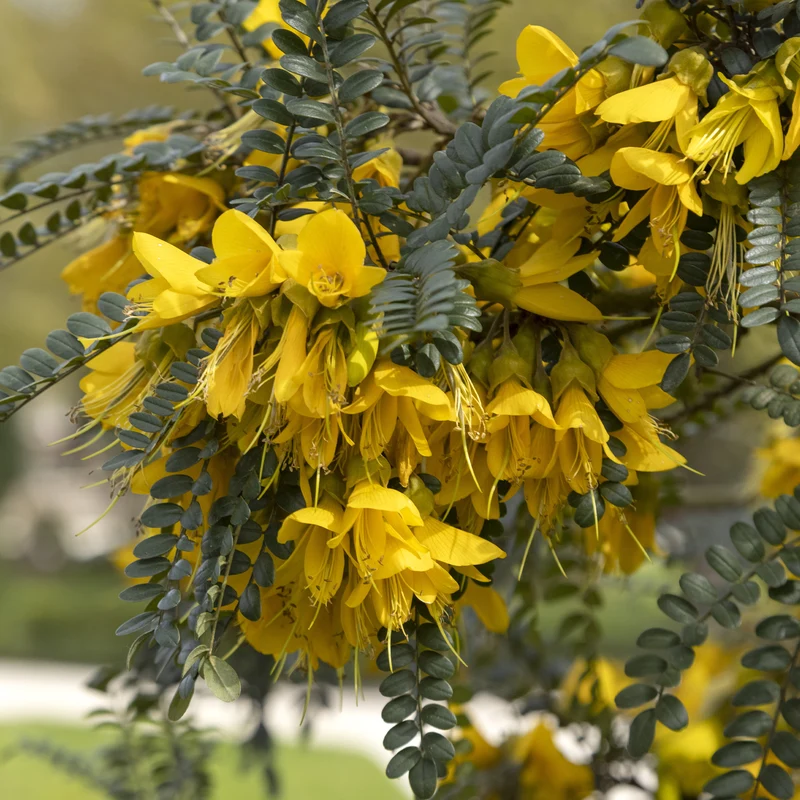 Kleinblättrige Sophora ‘Sun King’