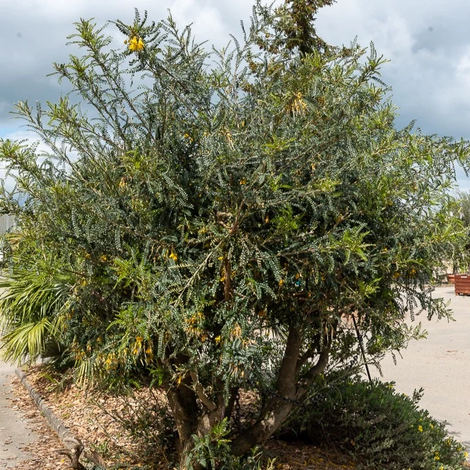 Kleinblättrige Sophora ‘Sun King’