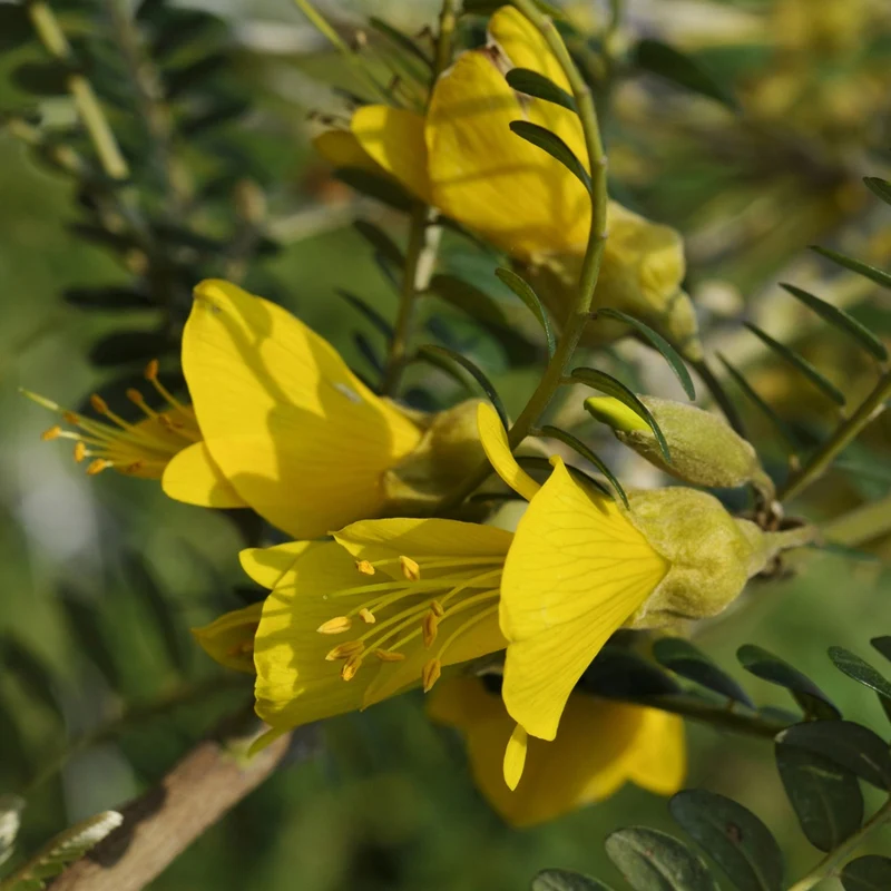 Kleinblättrige Sophora ‘Sun King’