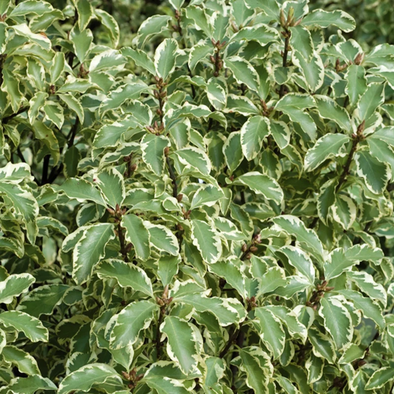 Pittosporum 'Variegatum'