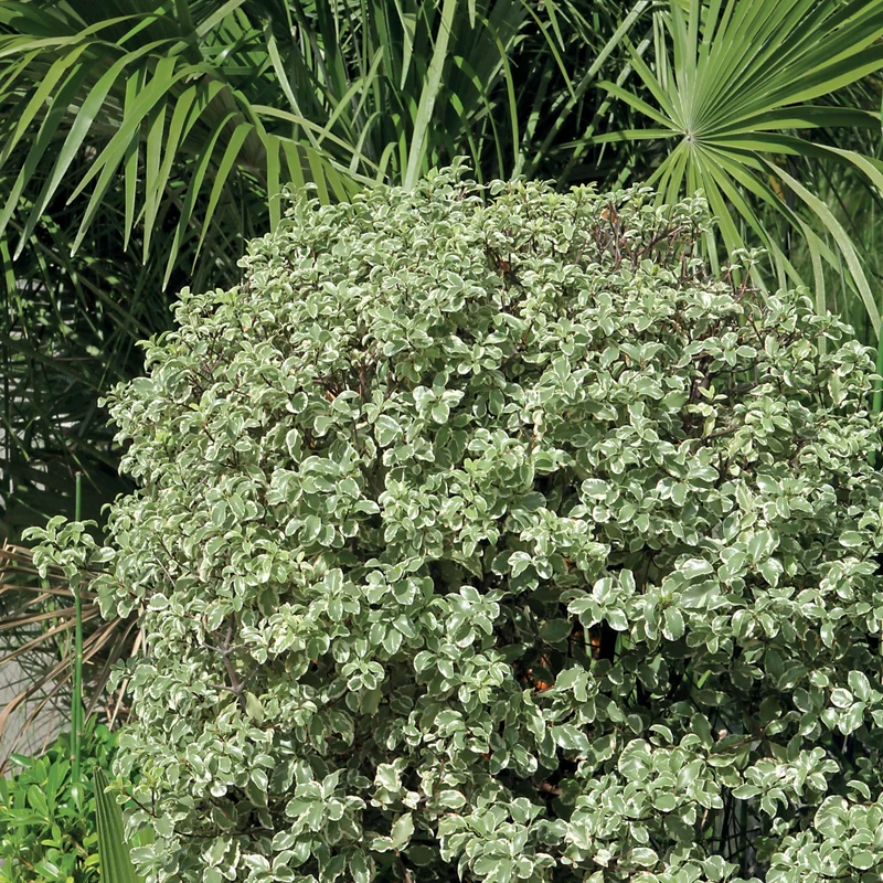 Pittosporum 'Variegatum'