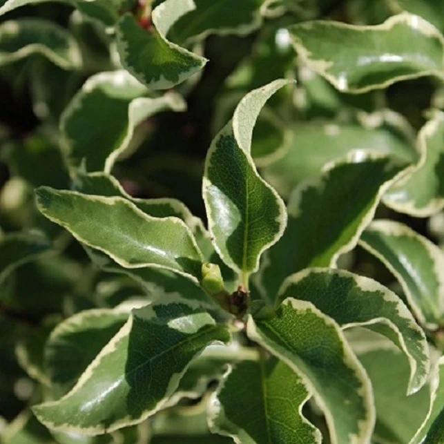 Pittosporum 'Variegatum'
