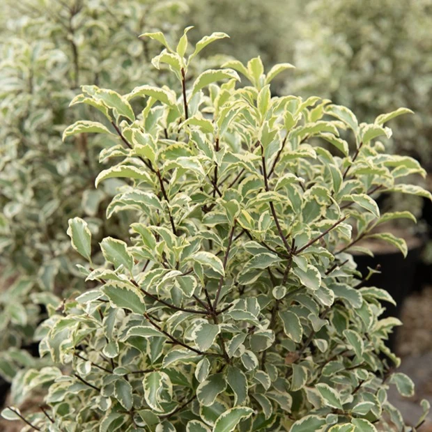 Pittosporum 'Variegatum'