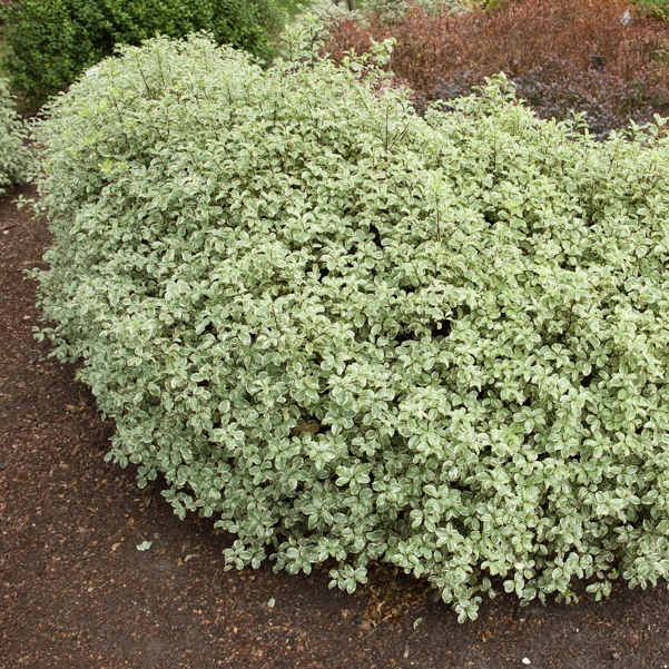 Pittosporum 'Variegatum'