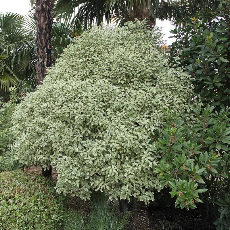 Pittosporum 'Variegatum'