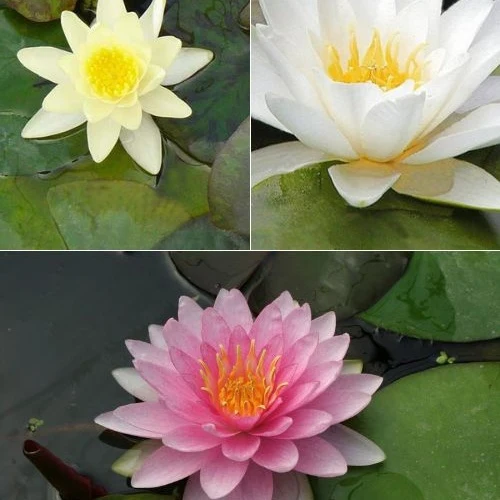 Seerose rosa-gelb-weiß (x3)