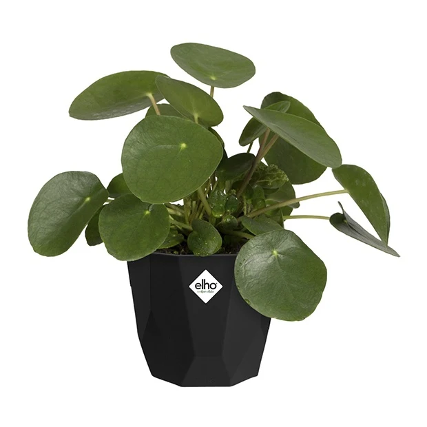 Elho Blumentopf B.for rock living schwarz