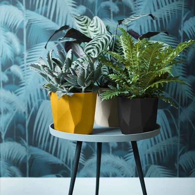 Elho Blumentopf B.for rock living schwarz