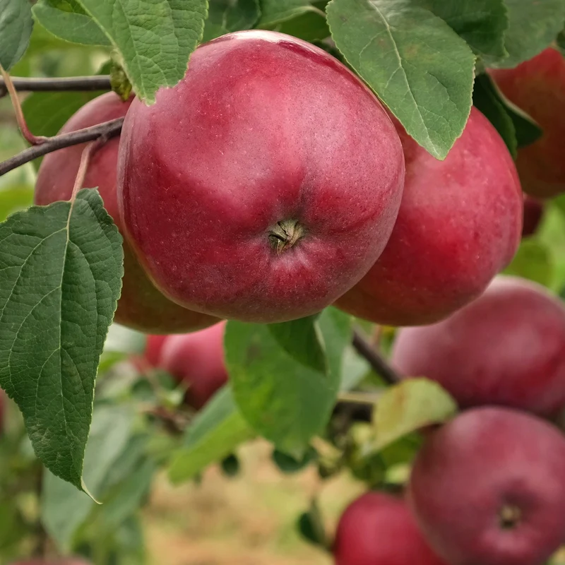 Apfelbaum Marilyn Red