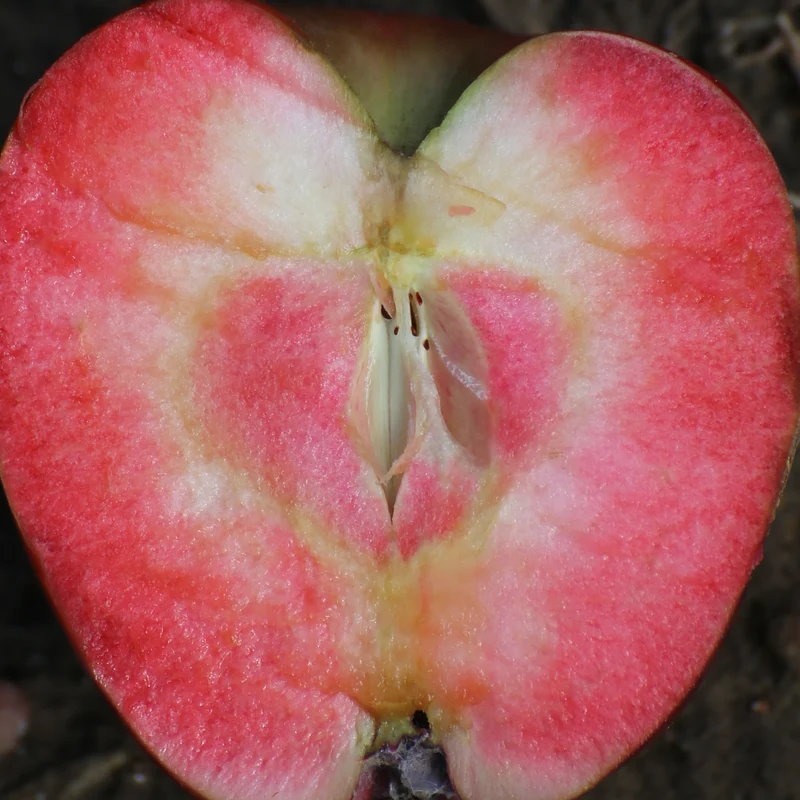 Apfelbaum Marilyn Red