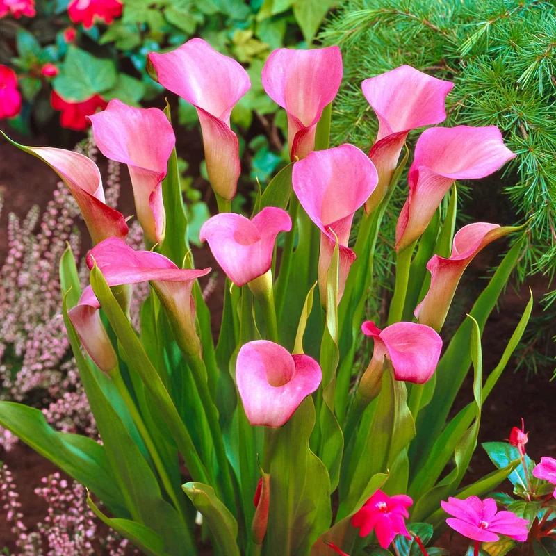 Rehmann-Calla rosa (x2)