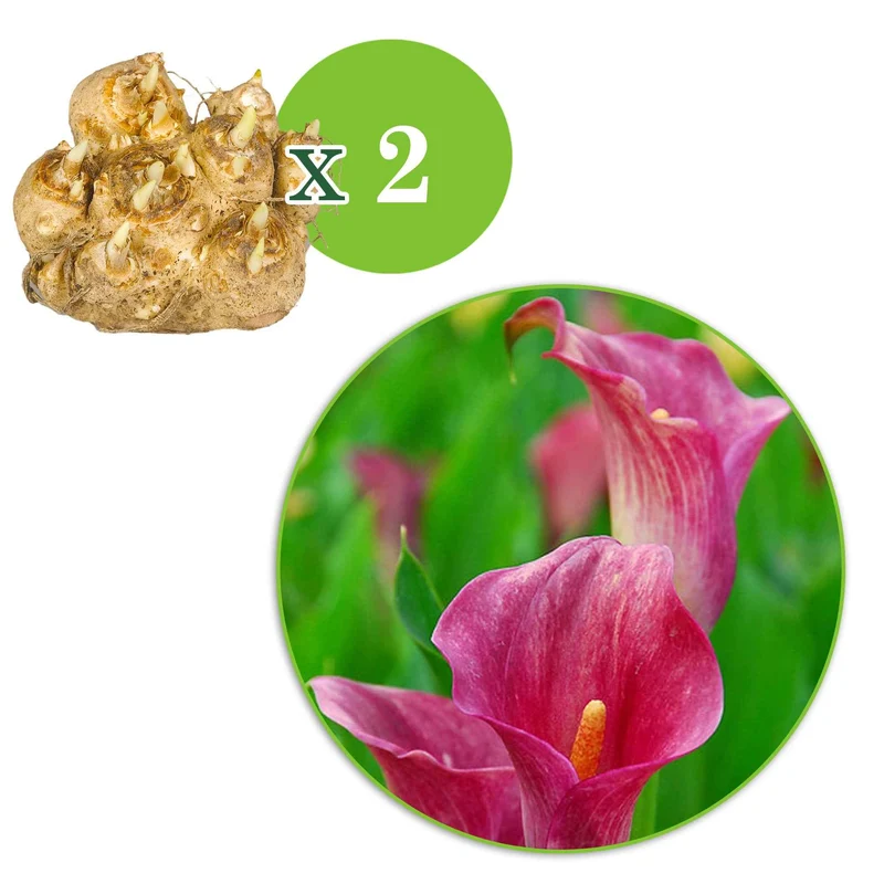 Rehmann-Calla rosa (x2)