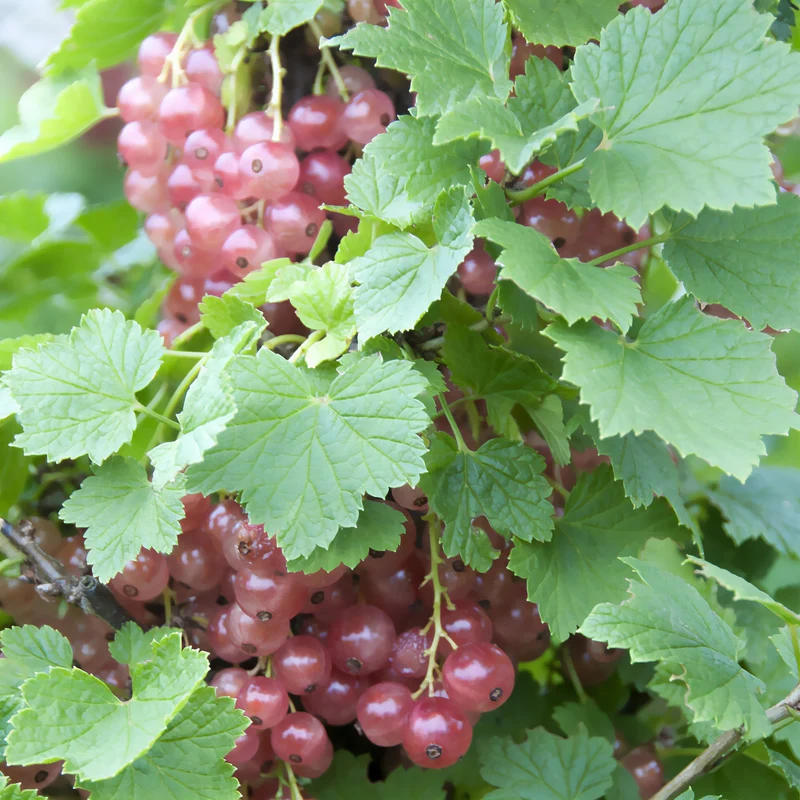 Rote Johannisbeere ‘Gloire des Sablons’