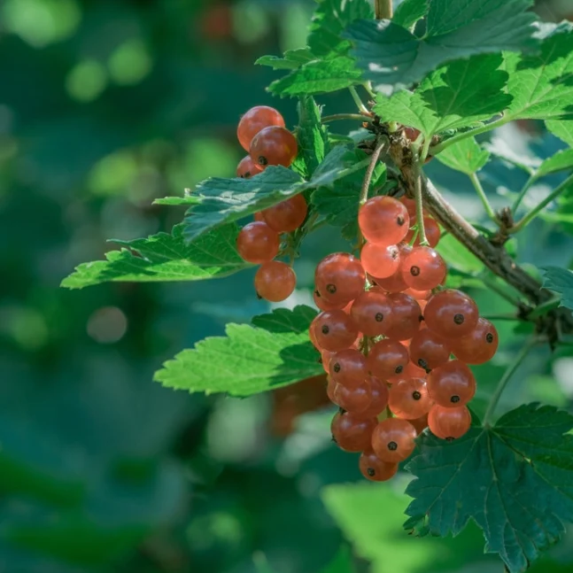 Rote Johannisbeere ‘Gloire des Sablons’
