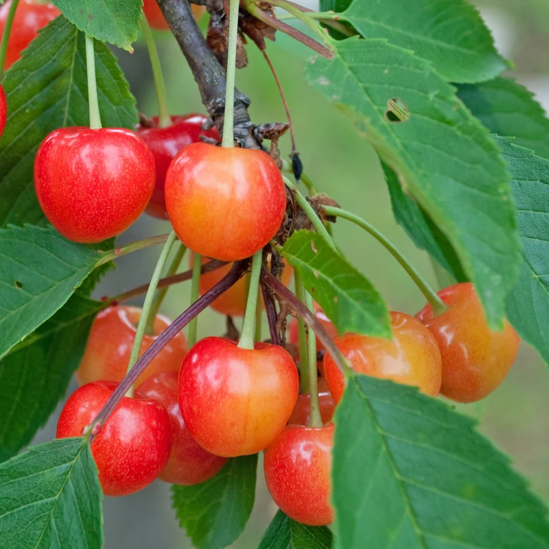 Kirschbaum Taubenherz