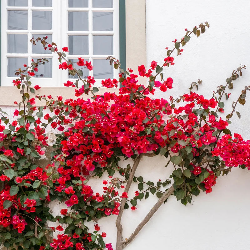 Drillingsblume rot
