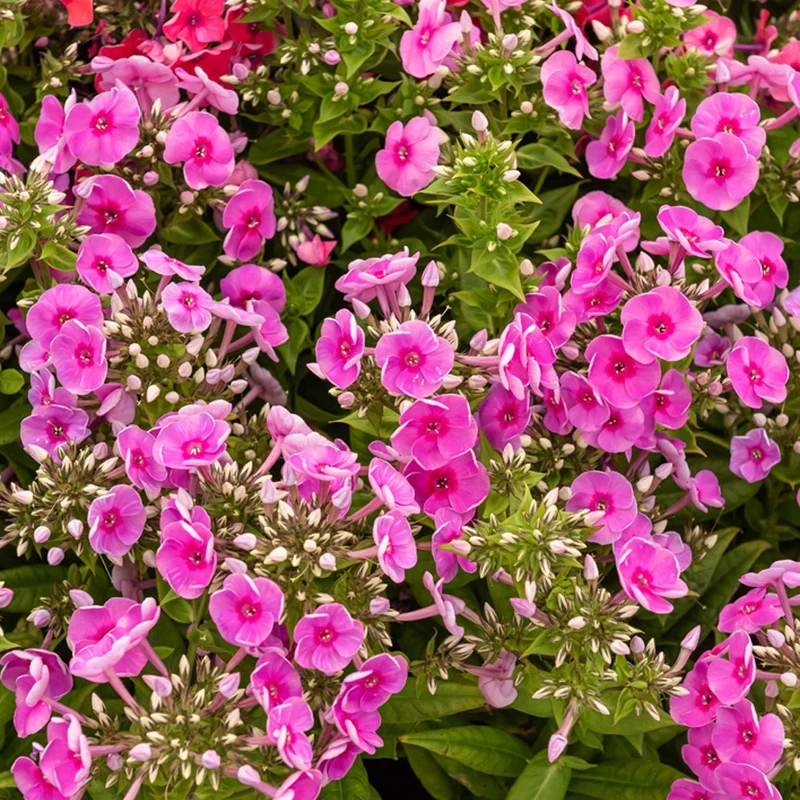 Flammenblume ‘Bambini® Desire’