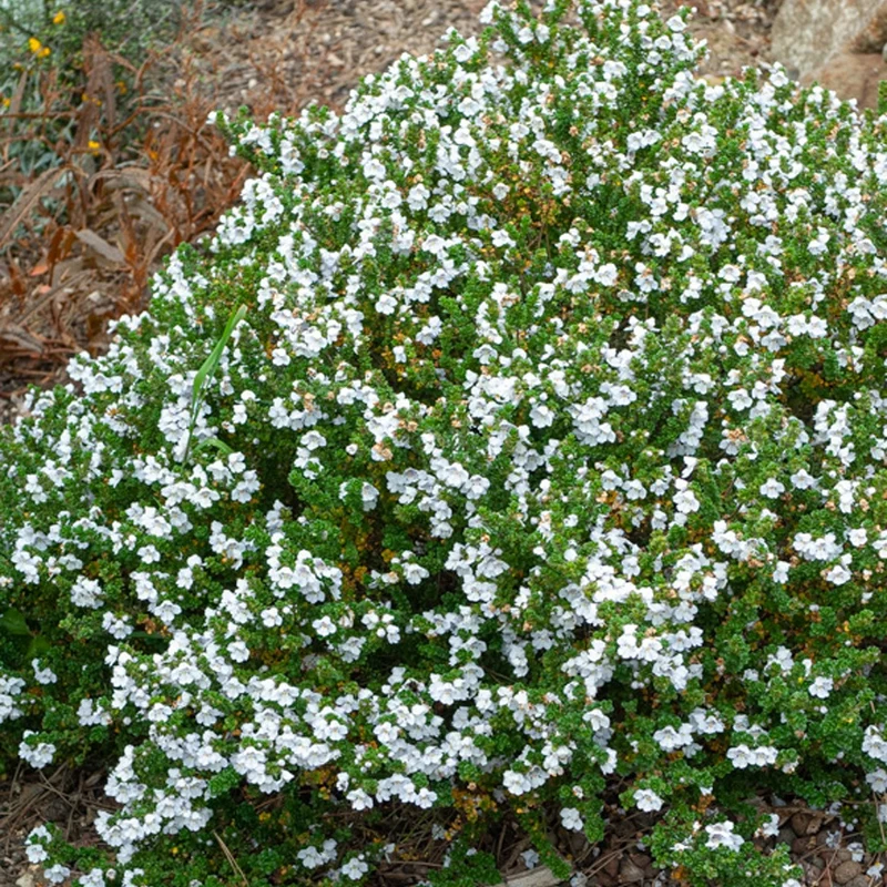 Australische Minze (Prostanthera)