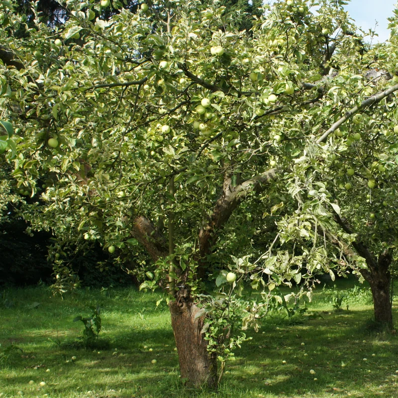 Apfelbaum Granny Smith