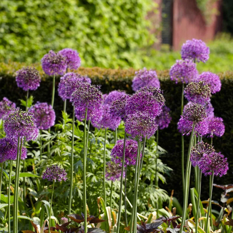 Zierlauch 'Purple Sensation' (x10)