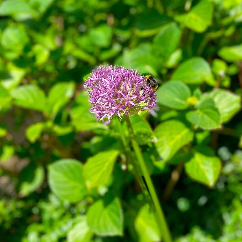 Zierlauch 'Purple Sensation' (x10)