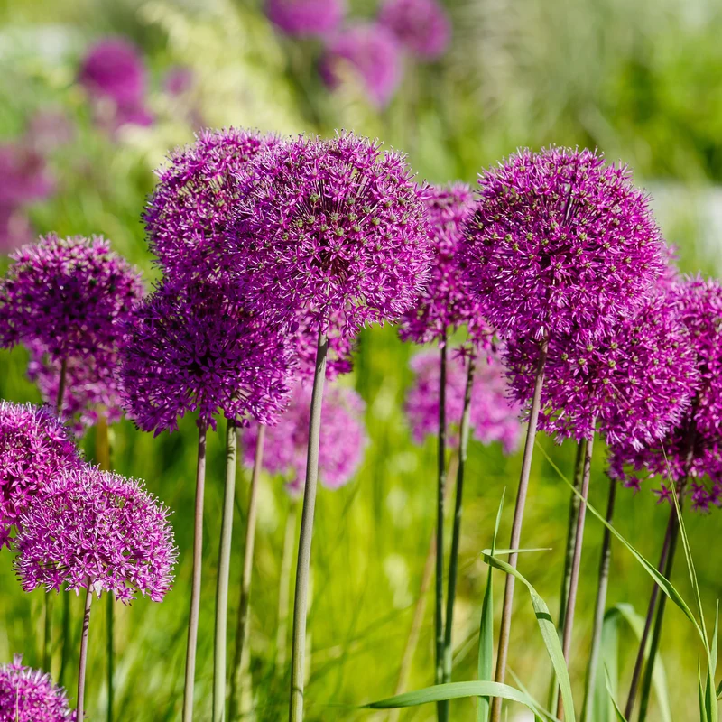 Zierlauch 'Purple Sensation' (x10)